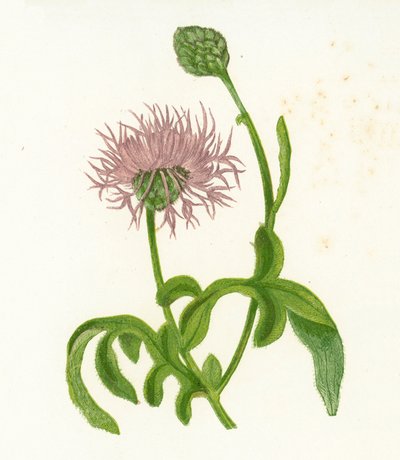 Greater Knapweed, Centaurea Scabiosa by English School